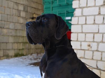 It`s Ivar Ragnarsson - The Boneless Anima Avani