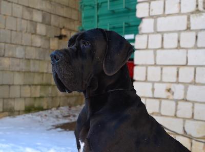 It`s Ivar Ragnarsson - The Boneless Anima Avani