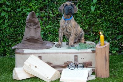 Hauself Dobby vom Hause der Herzbuben