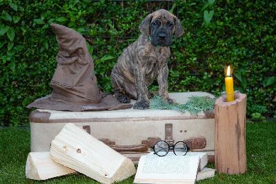 Hidalgo vom Hause der Herzbuben