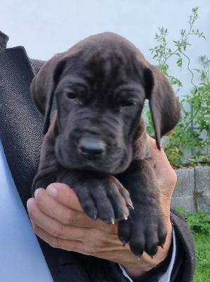 X-Faktor Vom Hause Wagner