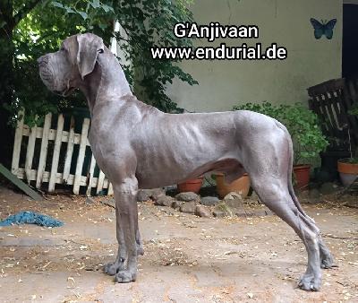GAnjivaan Endurial