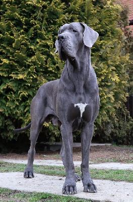 Ch Bonaparte von Belcamdog