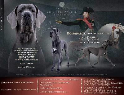 Ch Bonaparte von Belcamdog