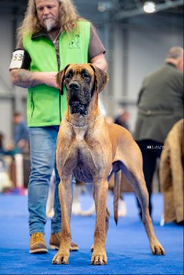 Quanto Doggen-Sport