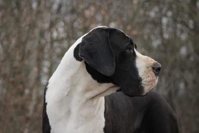 Rokko Du Domaine D`Orthos