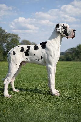 Michael Jackson the Legend vom Hause der Herzbuben