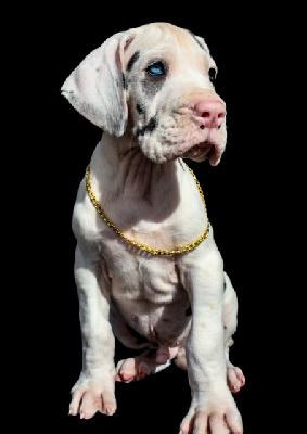 My white Dream Mr. T vom Hause der Herzbuben