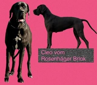 Cordula Cleo vom ROSENHÄGER BRINK