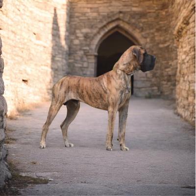 Namin the Great of Persia