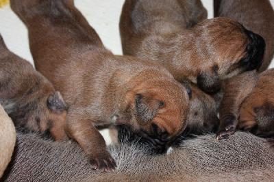 The Tara vom Hause Rawert