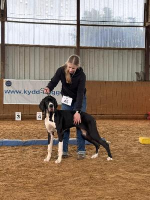 Arielle vom Kennelbach