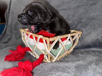 Finanzminister Vom Hause Wagner