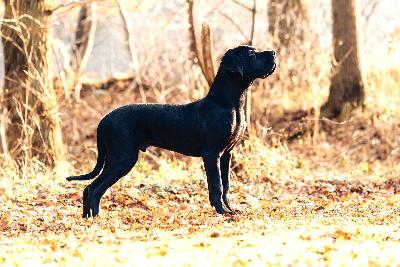 Grisu vom Ostseefjord