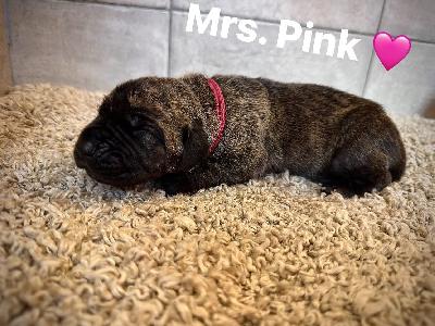 HESA2025091211 vom Hause der Herzbuben