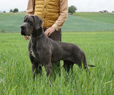 Freya del Colle San Martino