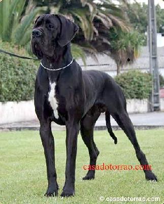 Valentim da Casa do Torrao