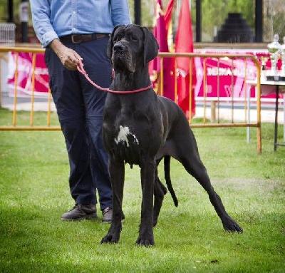 Francheska de Dogoko