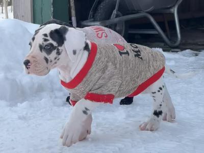 Edefix vom Rosenh�ger Brink