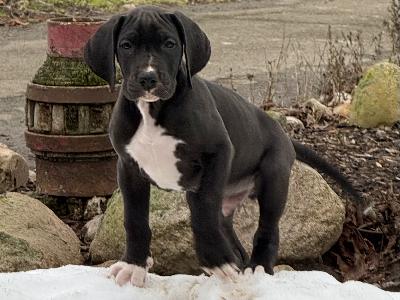 Elay Power vom Rosenhaeger Brink