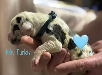 Bamm-Bamm Rumble vom Kennelbach