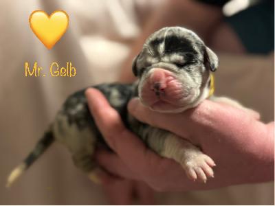 Bacardi vom Kennelbach