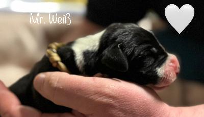 Black Series vom Kennelbach