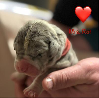 Baileys on the Rocks vom Kennelbach