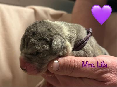 JUCO2025122109 vom Kennelbach