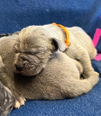 Innenminister Vom Hause Wagner