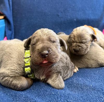 OHGA2025121802 Vom Hause Wagner