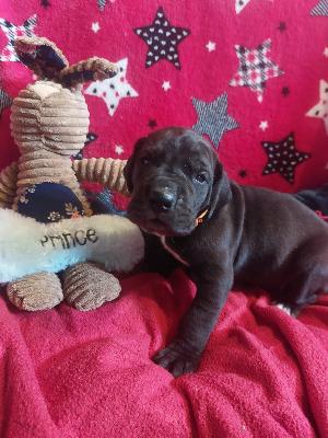 ITGR2026012503 Anima Avani