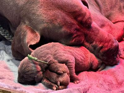 VOGA2026022001 Vom Hause Wagner