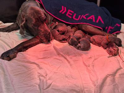 VOGA2026022005 Vom Hause Wagner