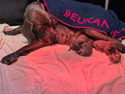 VOGA2026022007 Vom Hause Wagner