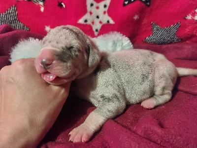 BIIT2026030401 Anima Avani