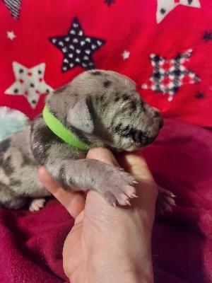 BIIT2026030402 Anima Avani