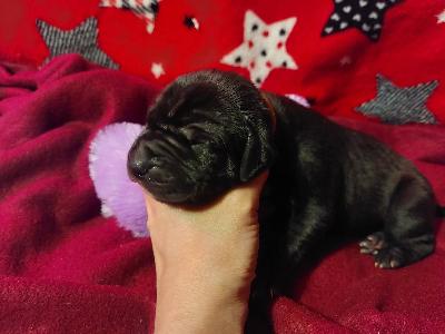 BIIT2026030404 Anima Avani