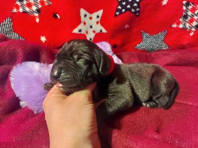 BIIT2026030405 Anima Avani