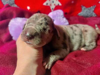 BIIT2026030407 Anima Avani