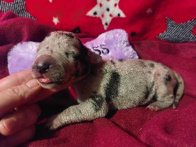 BIIT2026030409 Anima Avani