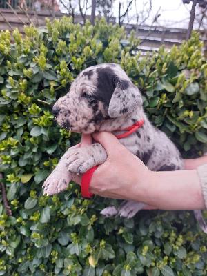 Orla Anima Avani