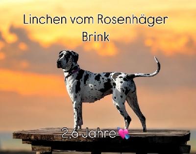 Caliane Crönchen vom Rosenhäger Brink