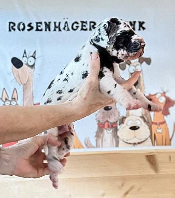 Flohrens vom Rosenhäger Brink