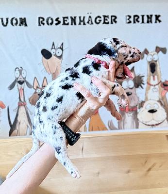 Fieness vom Rosenhäger Brink