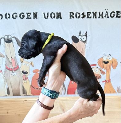 Faylinn Black vom Rosenhäger Brink