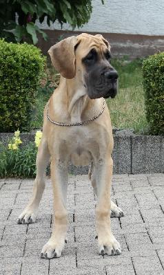Franzi vom Ysenburger Bergland