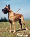 Ch Gulliver Des Terres De La Rairie