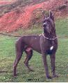 Ch Mandy Des Terres De La Rairie