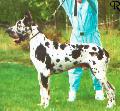 Nilusparti Maxi